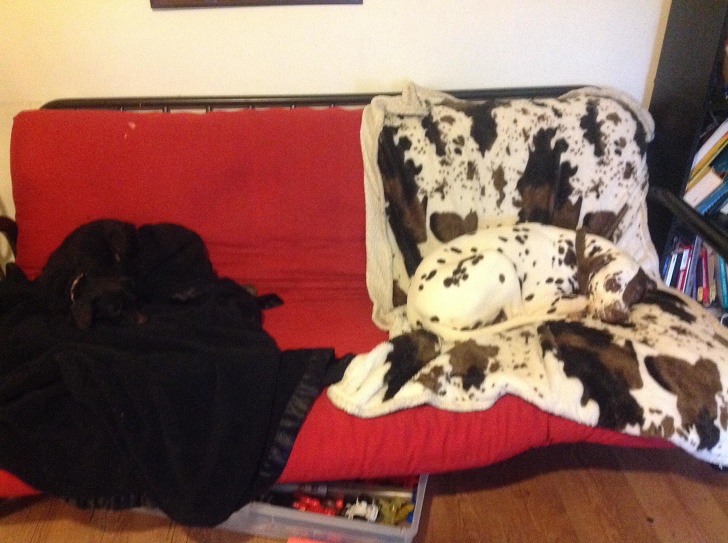 Animals That Are Masters of Camouflage