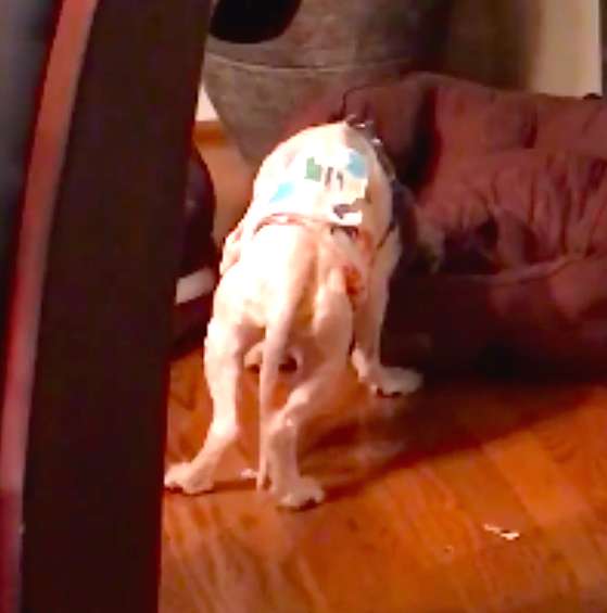 Jordan Knight; Dog Rescued From Puppy Mill Could Only Sleep While Standing Up
