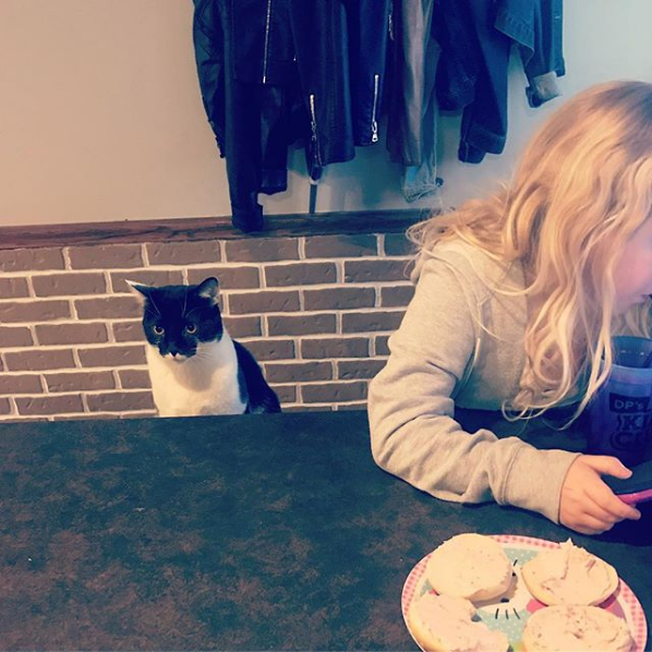 Wacky Felines That Are Purposely Failing at Being Cats