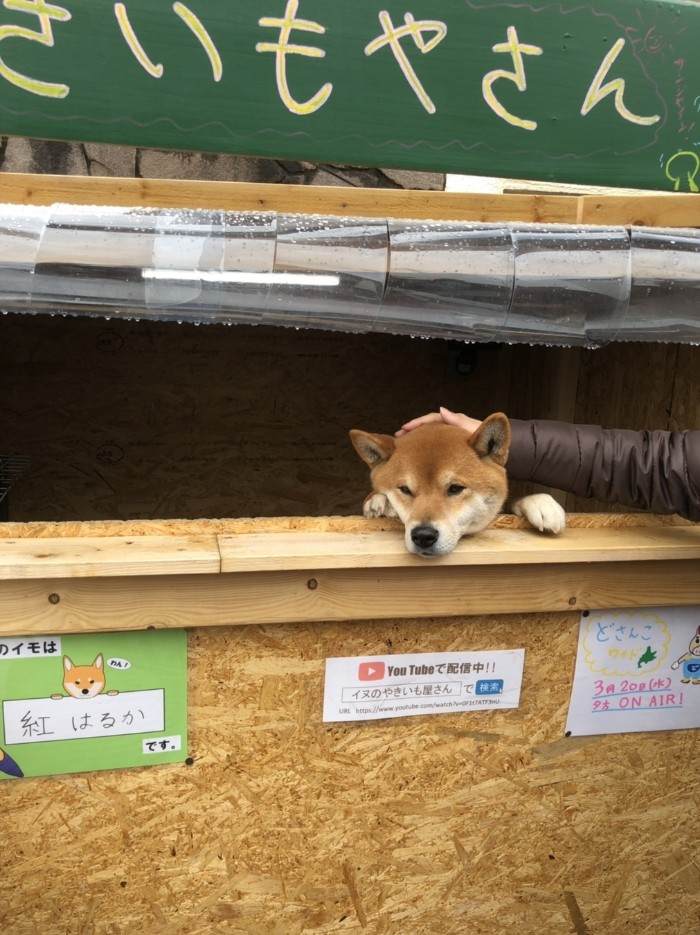Ken-kun; A Smart Shiba Inu manages a Roast Potato stand in Japan