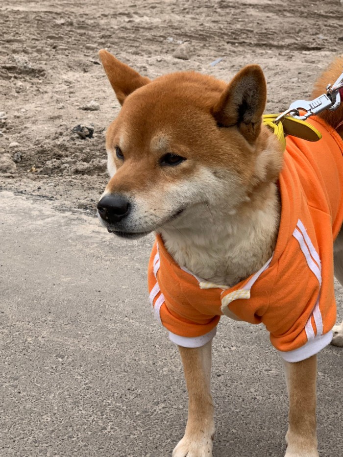 Ken-kun; A Smart Shiba Inu manages a Roast Potato stand in Japan