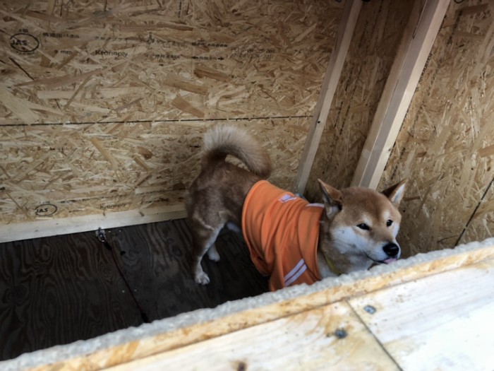 Ken-kun; A Smart Shiba Inu manages a Roast Potato stand in Japan