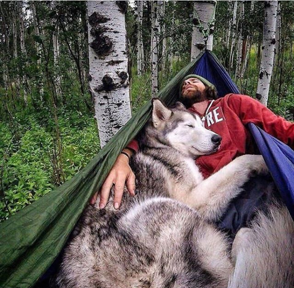 Gorgeous Wolfdogs You Would Want to Hug and Never Let Go