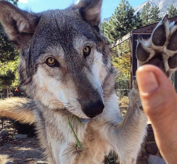 Gorgeous Wolfdogs You Would Want to Hug and Never Let Go