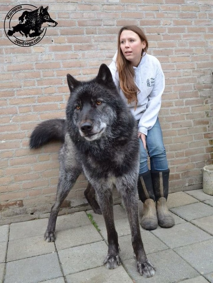 Gorgeous Wolfdogs You Would Want to Hug and Never Let Go