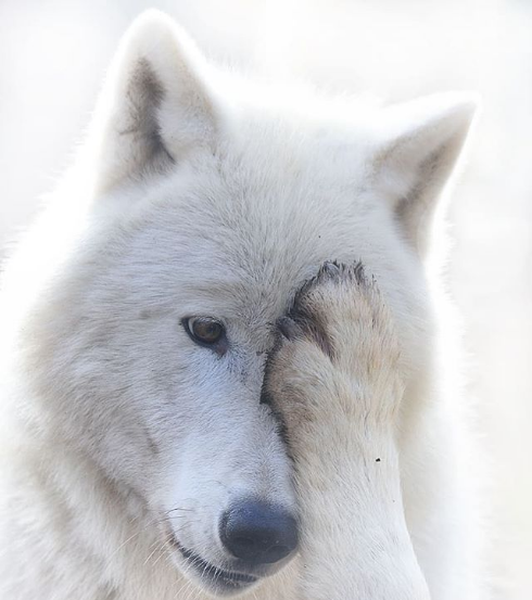 Gorgeous Wolfdogs You Would Want to Hug and Never Let Go