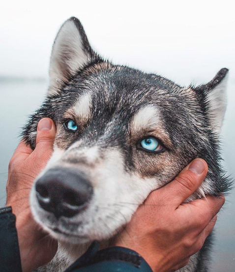 Gorgeous Wolfdogs You Would Want to Hug and Never Let Go