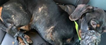 Police finds a taped-up dog left on the side of the road; tracks the culprit and arrest him