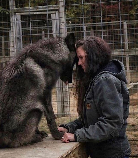 Gorgeous Wolfdogs You Would Want to Hug and Never Let Go