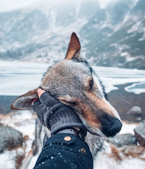 Gorgeous Wolfdogs You Would Want to Hug and Never Let Go