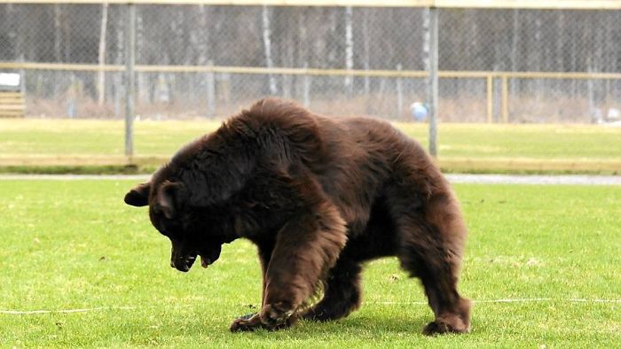 Funny and Cute Photos of Newfoundlands, and Its Crazy How Massive They Are
