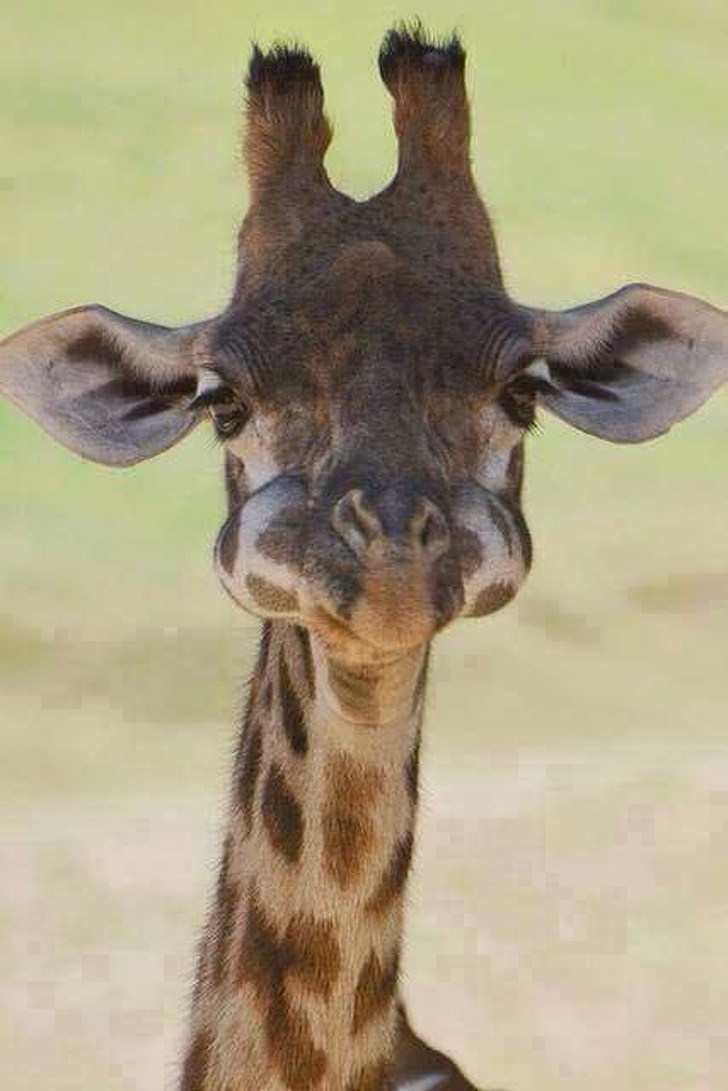 Chubby Animals That Will Shoot Straight In Your Heart