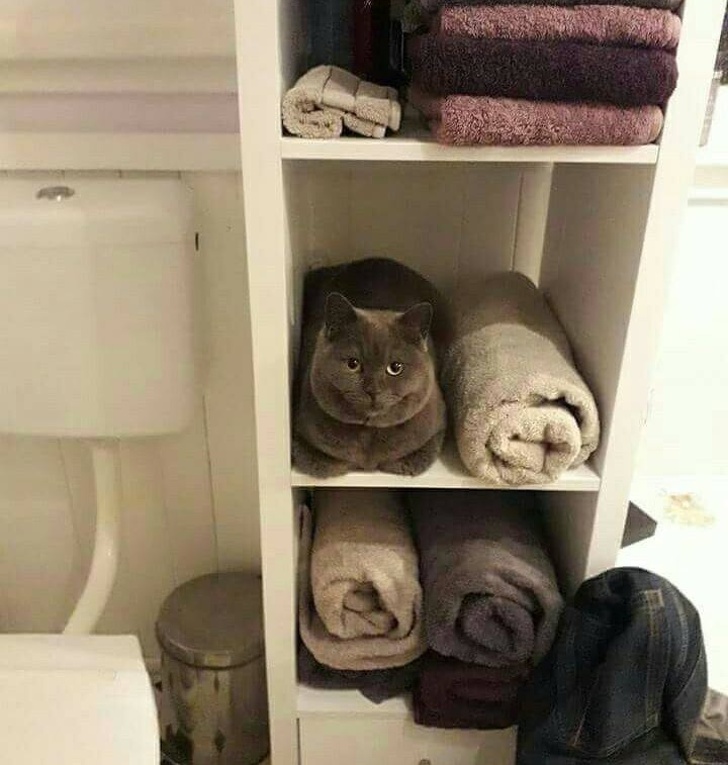 Animals That Are Masters of Camouflage