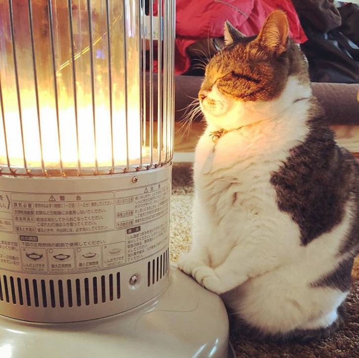 Chubby Animals That Will Shoot Straight In Your Heart