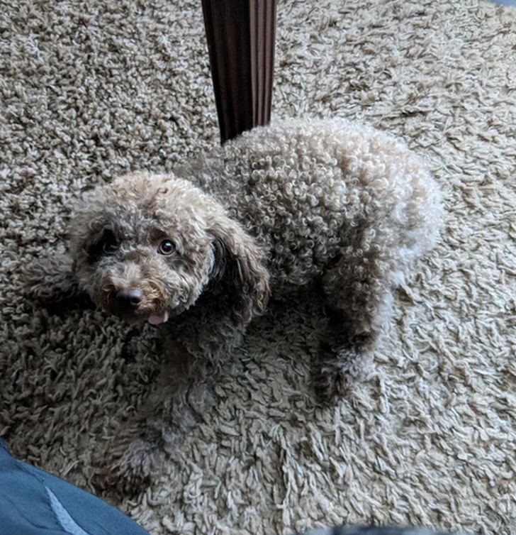 Animals That Are Masters of Camouflage