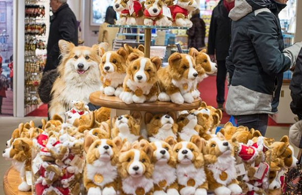 Animals That Are Masters of Camouflage