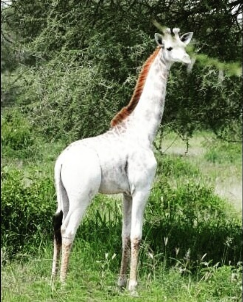 Rare Animals You Would be Lucky to Spot Even One of them