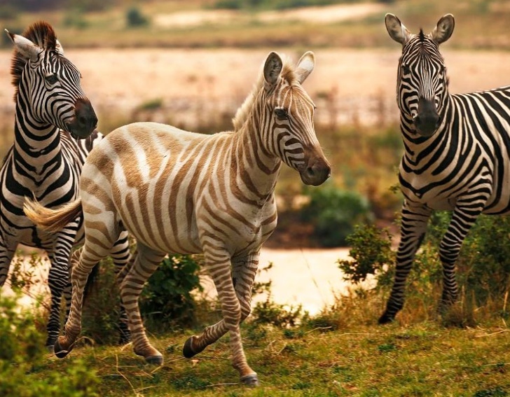 Rare Animals You Would be Lucky to Spot Even One of them