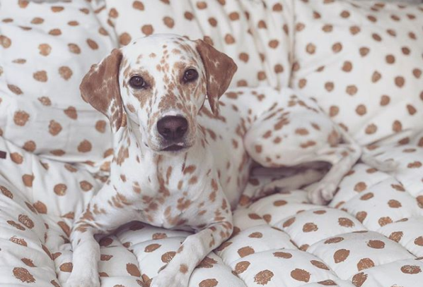 Animals That Are Masters of Camouflage