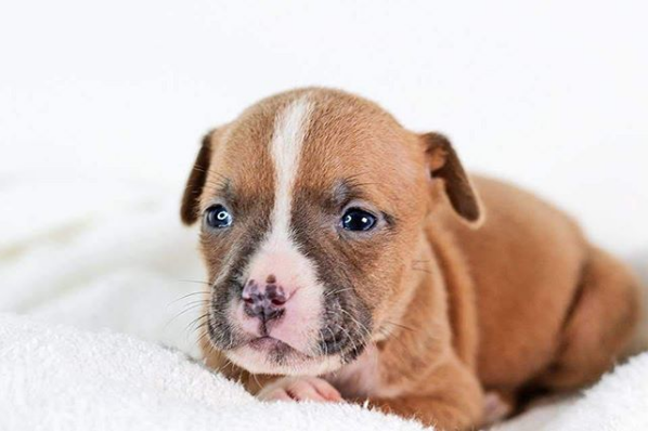 Luna; A Sensitive Pitbull Could Not Stop Herself From Crying After Watching the Saddest Part From 'The Lion King'