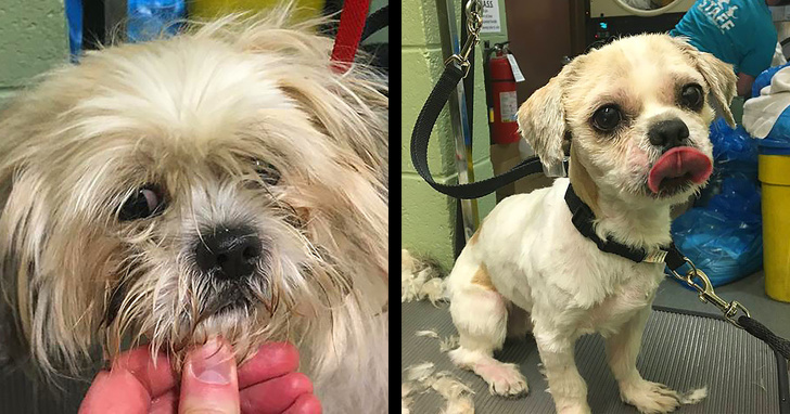 Mark Imhof; A Man Who Helped Shelter Dogs By Giving Them Haircuts and Help Them Find Homes