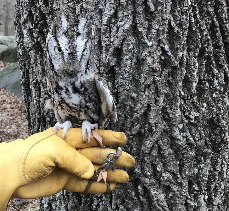 Animals That Are Masters of Camouflage