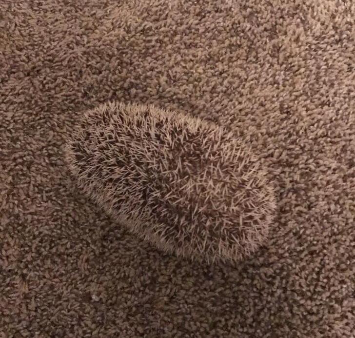 Animals That Are Masters of Camouflage