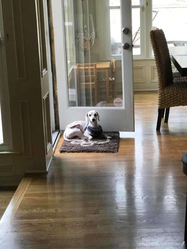Jordan Knight; Dog Rescued From Puppy Mill Could Only Sleep While Standing Up