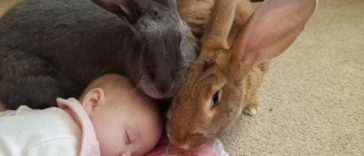 Giant Rabbit Couple Decide To Be In Charge Of The Baby Sister