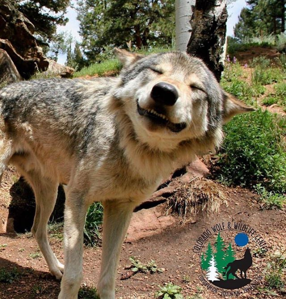 Gorgeous Wolfdogs You Would Want to Hug and Never Let Go