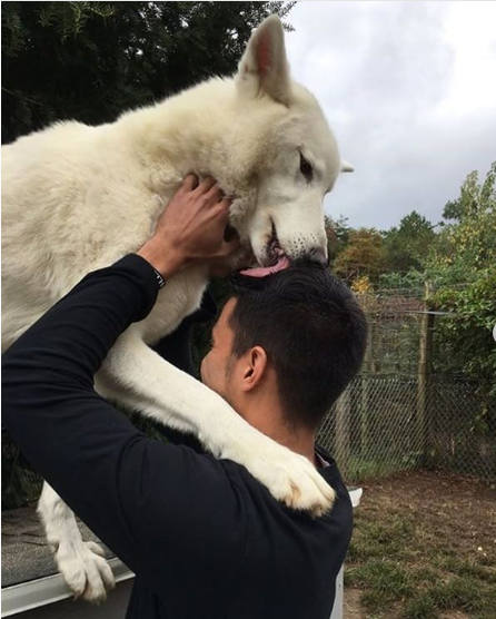 Gorgeous Wolfdogs You Would Want to Hug and Never Let Go