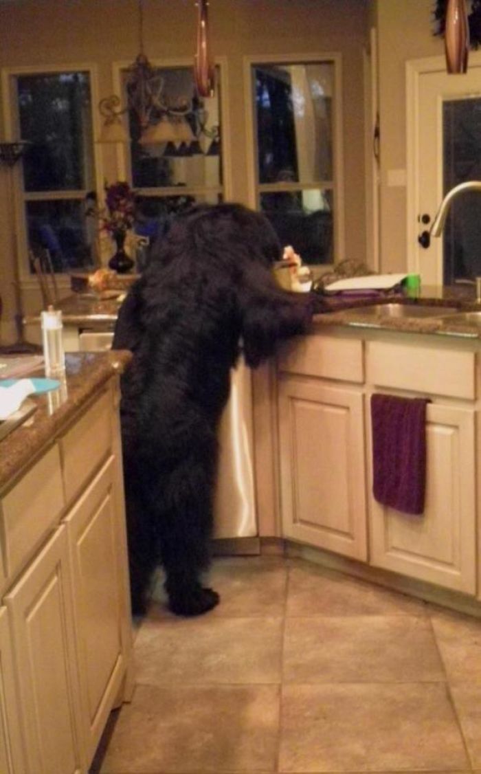Funny and Cute Photos of Newfoundlands, and Its Crazy How Massive They Are