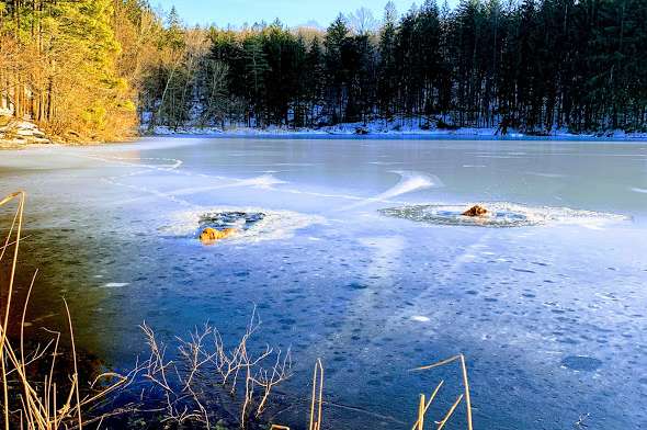 Owner And Dog Leap Into Icy Lake To Save Trapped Pups