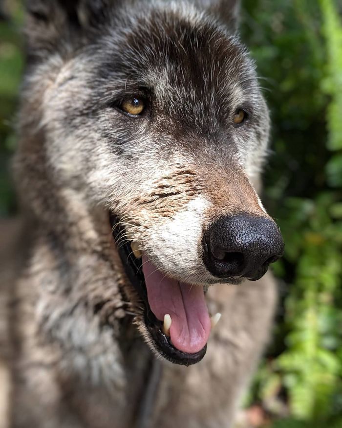 Yuki; The Wolfdog Dumped By Owner At A Kill Shelter, Luckily This Sanctuary Saved Him