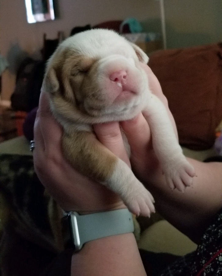 Chubby Animals That Will Shoot Straight In Your Heart