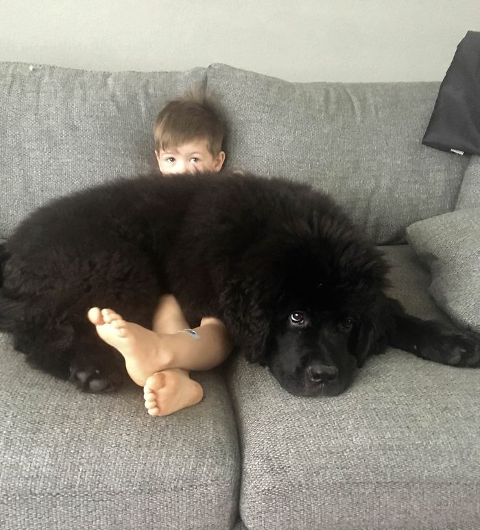 Funny and Cute Photos of Newfoundlands, and Its Crazy How Massive They Are