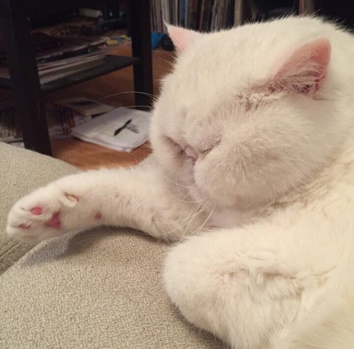 Chubby Animals That Will Shoot Straight In Your Heart