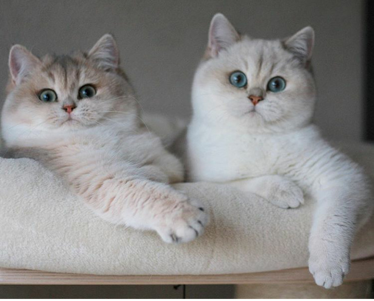 Chubby Animals That Will Shoot Straight In Your Heart