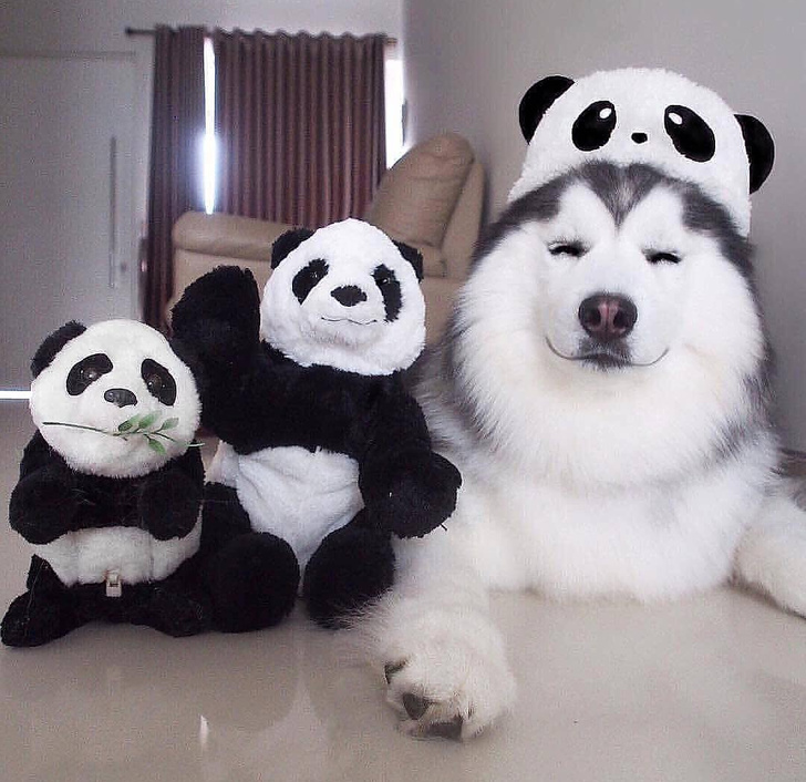 Chubby Animals That Will Shoot Straight In Your Heart