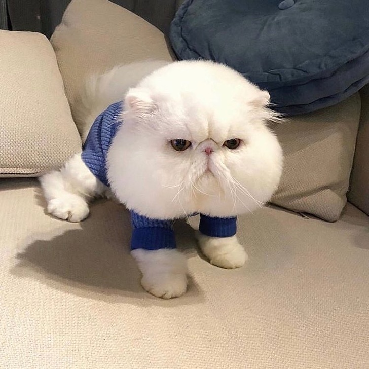 Chubby Animals That Will Shoot Straight In Your Heart