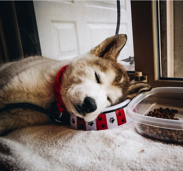 Gorgeous Wolfdogs You Would Want to Hug and Never Let Go