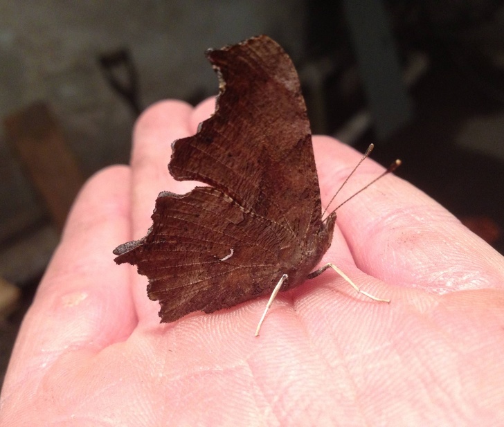 Animals That Are Masters of Camouflage