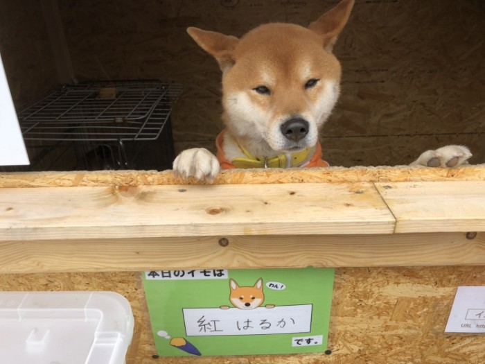 Ken-kun; A Smart Shiba Inu manages a Roast Potato stand in Japan