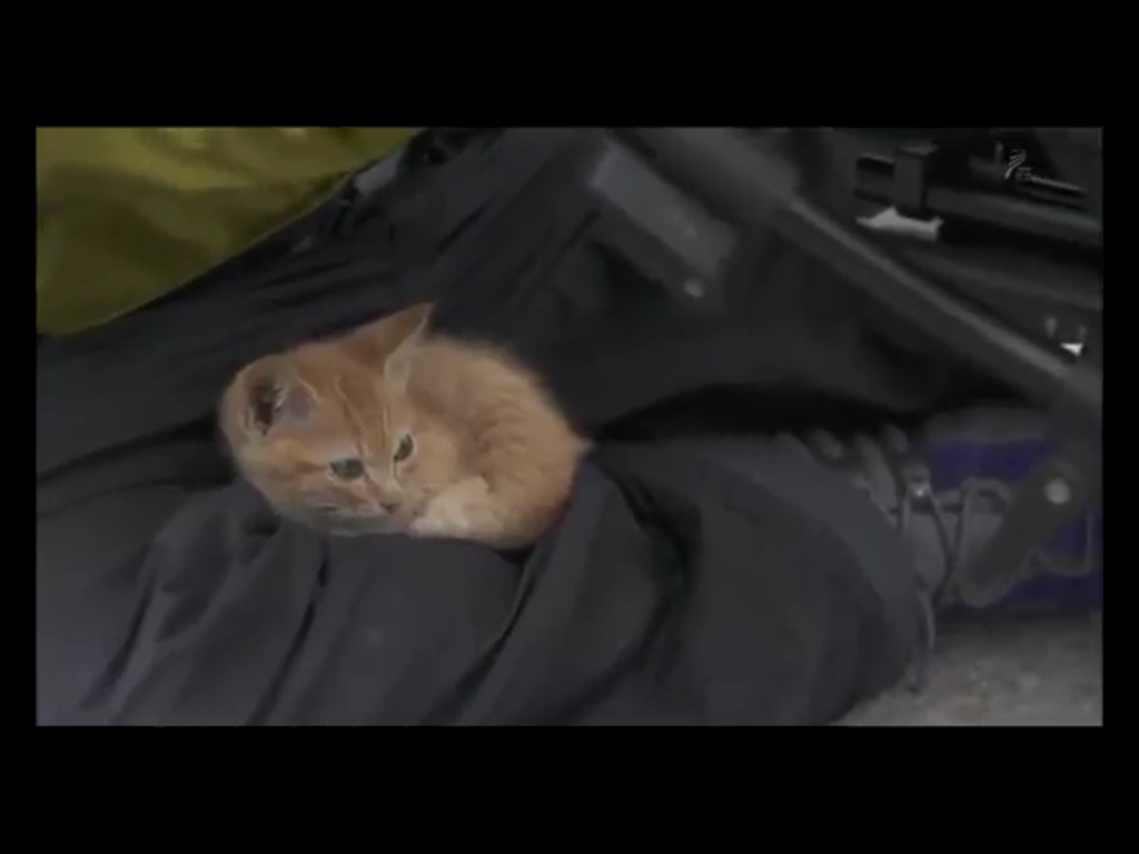 Cutest Kitten Ever