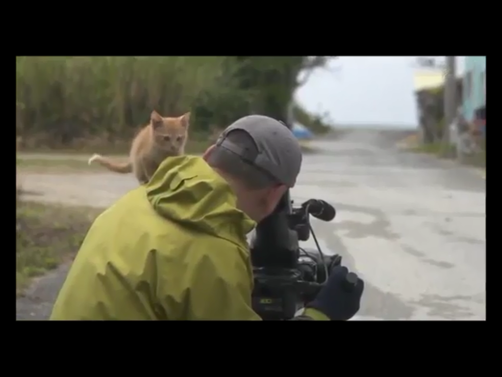 Cutest Kitten Ever