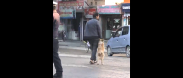 Pup Safely Crosses The Street Taking His Dad's Hand
