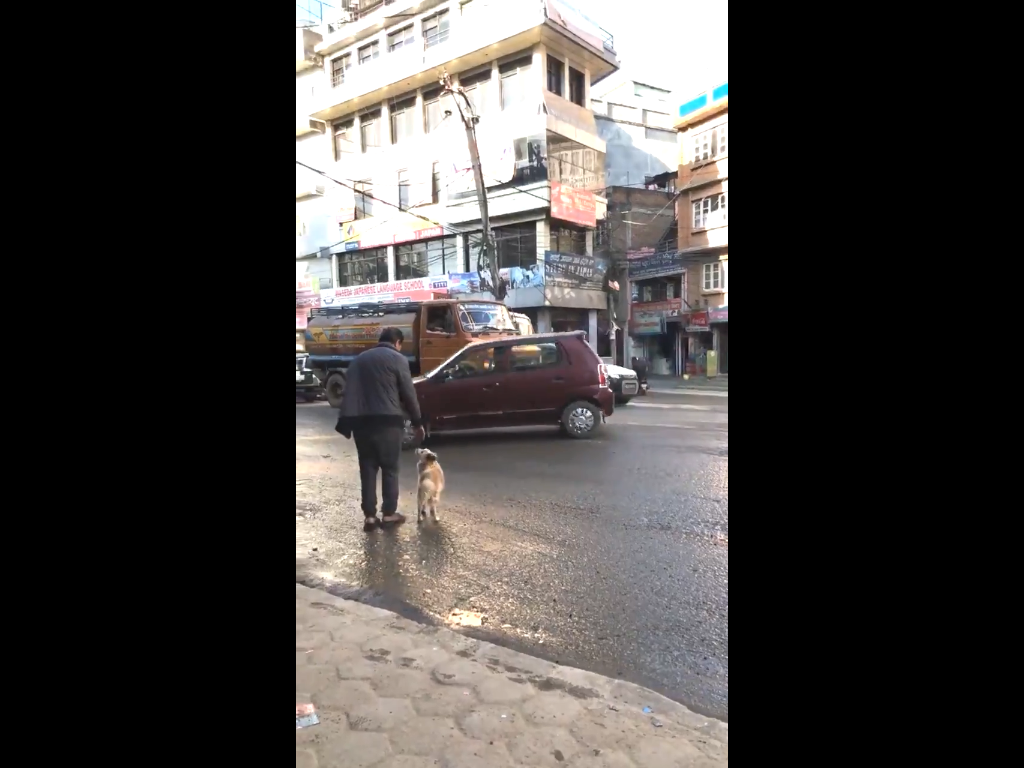 Pup Safely Crosses The Street Taking His Dad's Hand