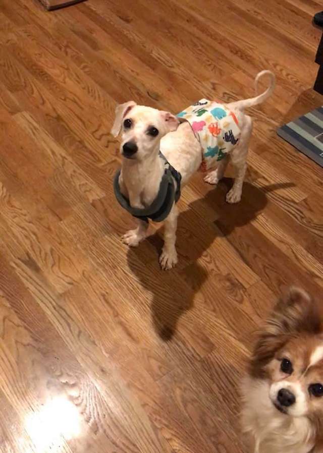 Jordan Knight; Dog Rescued From Puppy Mill Could Only Sleep While Standing Up
