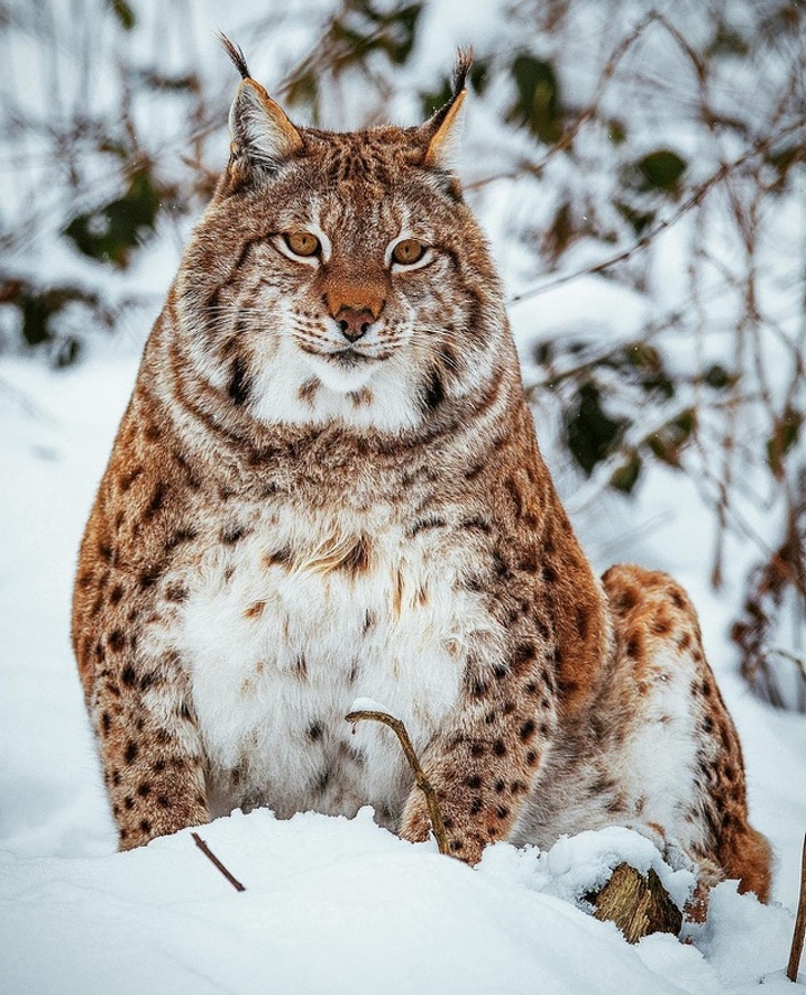 Chubby Animals That Will Shoot Straight In Your Heart
