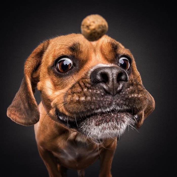 Hilarious Expressions Of Dogs Captured As They Try To Catch Treats In Mid-Air
